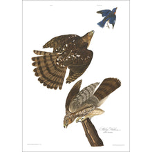 Load image into Gallery viewer, Stanley Hawk Print by John Audubon