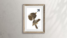 Load image into Gallery viewer, Stanley Hawk Print by John Audubon