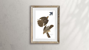 Stanley Hawk Print by John Audubon
