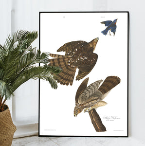Stanley Hawk Print by John Audubon