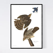 Load image into Gallery viewer, Stanley Hawk Print by John Audubon
