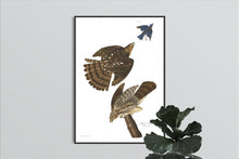 Load image into Gallery viewer, Stanley Hawk Print by John Audubon