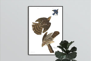 Stanley Hawk Print by John Audubon
