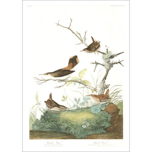 Winter Wren and Rock Wren Print by John Audubon