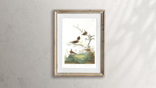 Load image into Gallery viewer, Winter Wren and Rock Wren Print by John Audubon