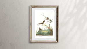 Winter Wren and Rock Wren Print by John Audubon