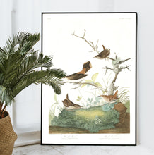 Load image into Gallery viewer, Winter Wren and Rock Wren Print by John Audubon