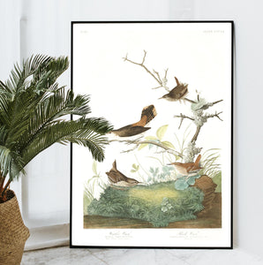 Winter Wren and Rock Wren Print by John Audubon