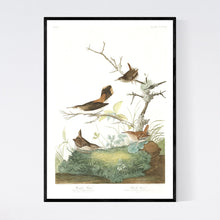 Load image into Gallery viewer, Winter Wren and Rock Wren Print by John Audubon