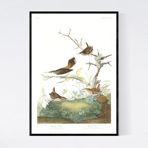 Winter Wren and Rock Wren Print by John Audubon