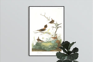 Winter Wren and Rock Wren Print by John Audubon