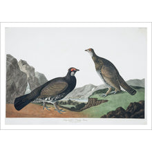 Load image into Gallery viewer, Long-Tailed or Dusky Grous Print by John Audubon