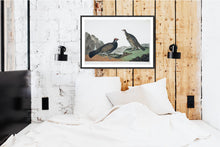Load image into Gallery viewer, Long-Tailed or Dusky Grous Print by John Audubon
