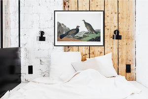 Long-Tailed or Dusky Grous Print by John Audubon