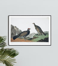 Load image into Gallery viewer, Long-Tailed or Dusky Grous Print by John Audubon