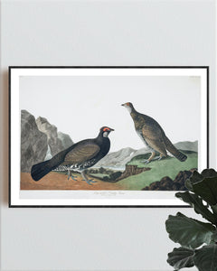 Long-Tailed or Dusky Grous Print by John Audubon