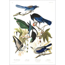Load image into Gallery viewer, Yellow Billed Magpie Stellers Jay Ultramarine Jay and Clark&#39;s Crow Print by John Audubon