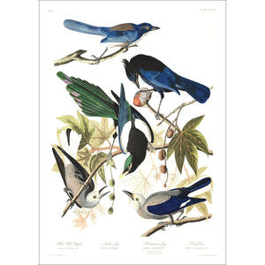 Yellow Billed Magpie Stellers Jay Ultramarine Jay and Clark's Crow Print by John Audubon