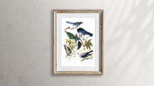 Load image into Gallery viewer, Yellow Billed Magpie Stellers Jay Ultramarine Jay and Clark&#39;s Crow Print by John Audubon