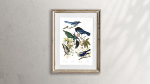 Yellow Billed Magpie Stellers Jay Ultramarine Jay and Clark's Crow Print by John Audubon