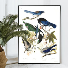 Load image into Gallery viewer, Yellow Billed Magpie Stellers Jay Ultramarine Jay and Clark&#39;s Crow Print by John Audubon