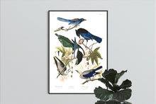 Load image into Gallery viewer, Yellow Billed Magpie Stellers Jay Ultramarine Jay and Clark&#39;s Crow Print by John Audubon