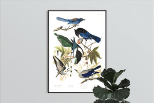 Yellow Billed Magpie Stellers Jay Ultramarine Jay and Clark's Crow Print by John Audubon