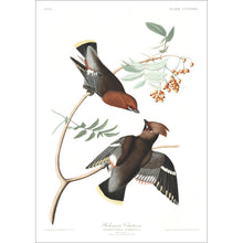 Load image into Gallery viewer, Bohemian Chatterer Print by John Audubon