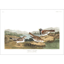 Load image into Gallery viewer, Lapland Long-Spur Print by John Audubon