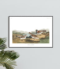Load image into Gallery viewer, Lapland Long-Spur Print by John Audubon