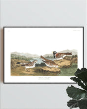 Load image into Gallery viewer, Lapland Long-Spur Print by John Audubon