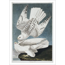 Load image into Gallery viewer, Iceland or Jer Falcon Print by John Audubon