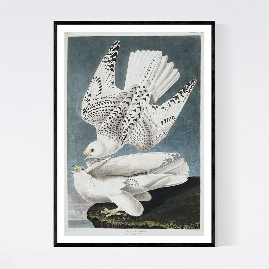 Iceland or Jer Falcon Print by John Audubon
