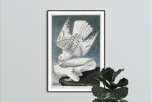 Iceland or Jer Falcon Print by John Audubon