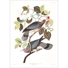 Load image into Gallery viewer, Band-Tailed Pigeon Print by John Audubon