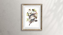 Load image into Gallery viewer, Band-Tailed Pigeon Print by John Audubon