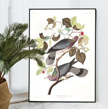 Load image into Gallery viewer, Band-Tailed Pigeon Print by John Audubon