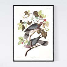 Load image into Gallery viewer, Band-Tailed Pigeon Print by John Audubon