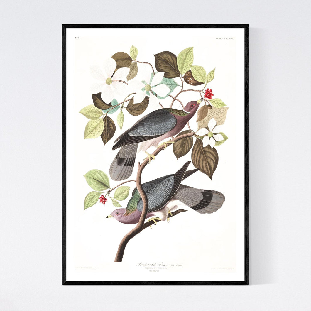 Band-Tailed Pigeon Print by John Audubon