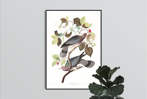 Band-Tailed Pigeon Print by John Audubon