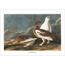 Load image into Gallery viewer, Rock Grous Print by John Audubon