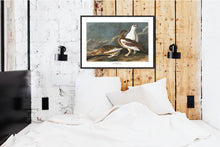 Load image into Gallery viewer, Rock Grous Print by John Audubon