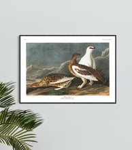 Load image into Gallery viewer, Rock Grous Print by John Audubon