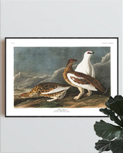 Load image into Gallery viewer, Rock Grous Print by John Audubon