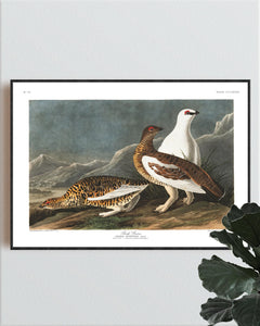 Rock Grous Print by John Audubon