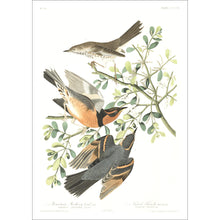 Load image into Gallery viewer, Mountain Mocking Bird and Varied Thrush Print by John Audubon