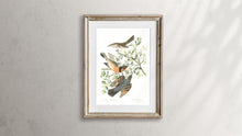 Load image into Gallery viewer, Mountain Mocking Bird and Varied Thrush Print by John Audubon