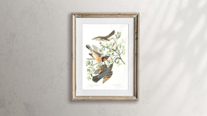 Mountain Mocking Bird and Varied Thrush Print by John Audubon