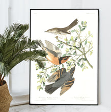 Load image into Gallery viewer, Mountain Mocking Bird and Varied Thrush Print by John Audubon