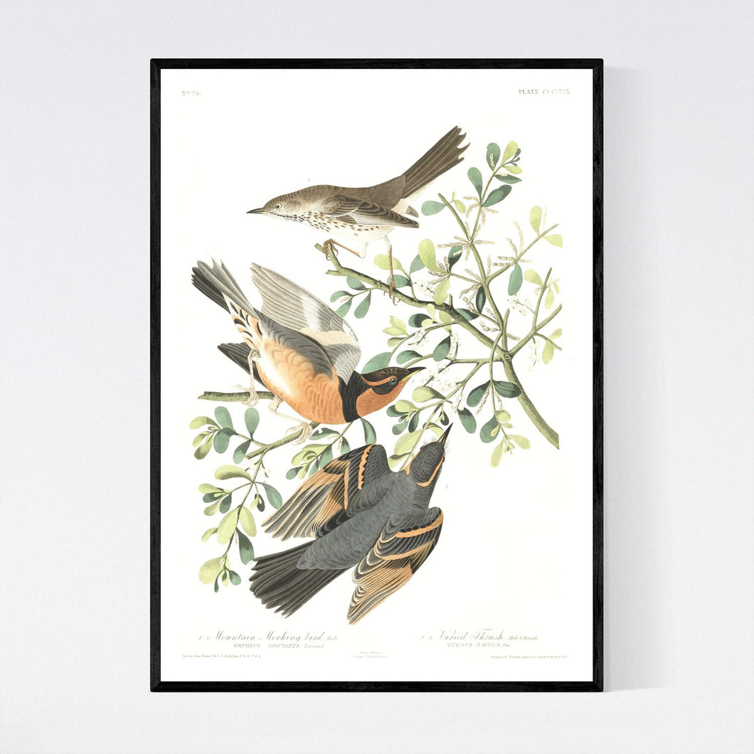 Mountain Mocking Bird and Varied Thrush Print by John Audubon
